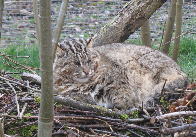 Амурский лесной кот