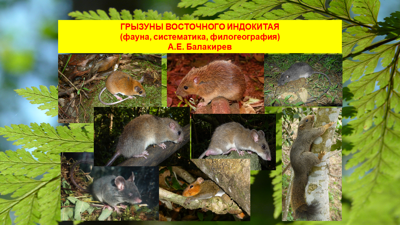грызуны