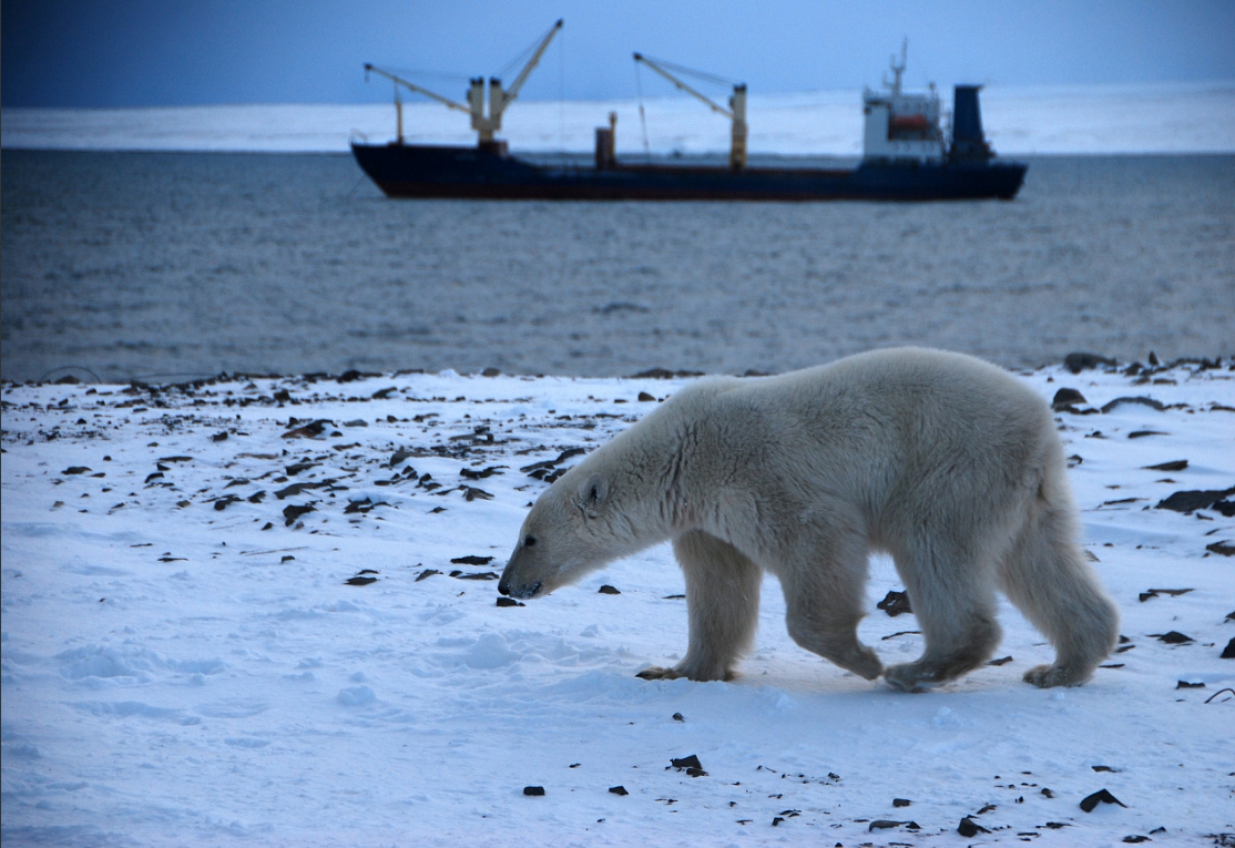 Белый медведь. Мыс Желания (Новая Земля) (с) Иван Мизин / WWF России