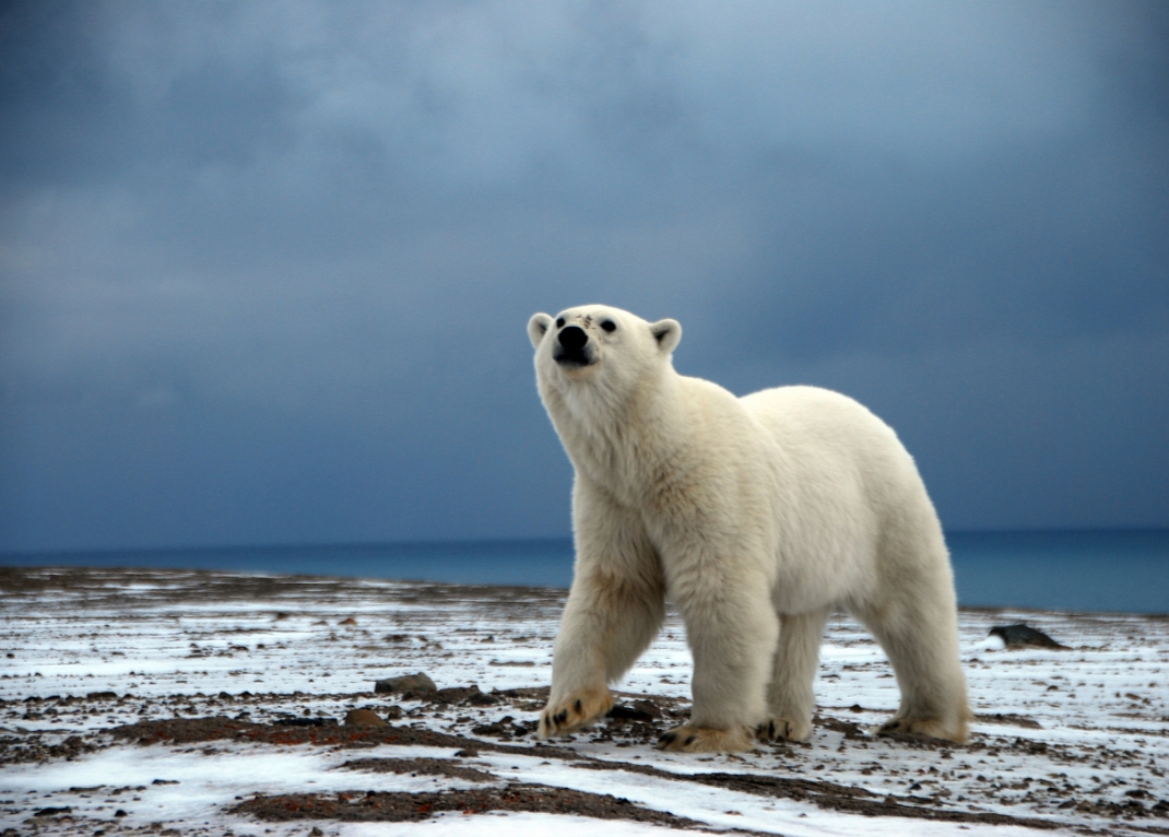 Белый медведь. Мыс Желания (Новая Земля) (с) Иван Мизин / WWF России