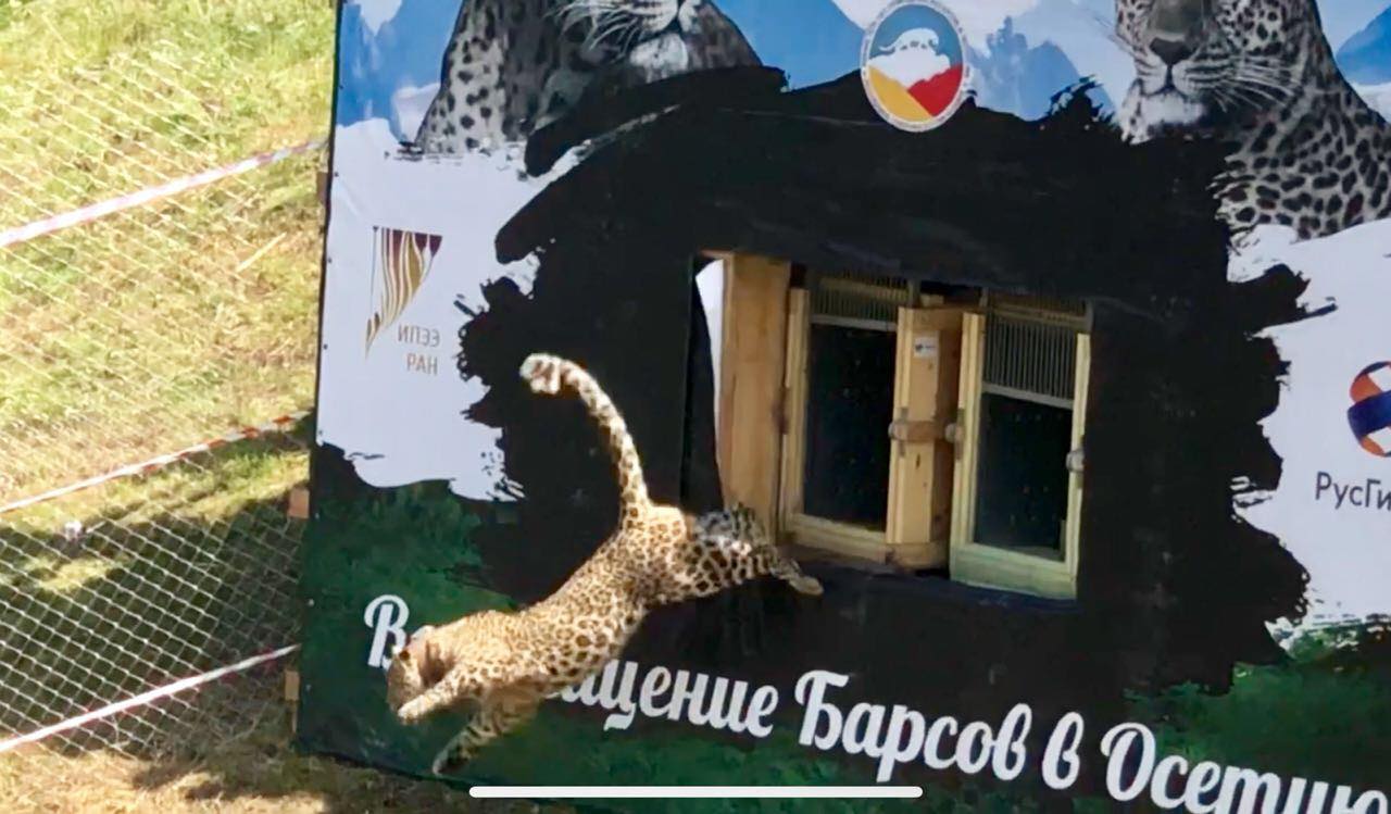 Выпуск леопарда