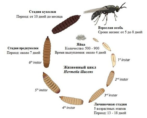 Цикл львинки