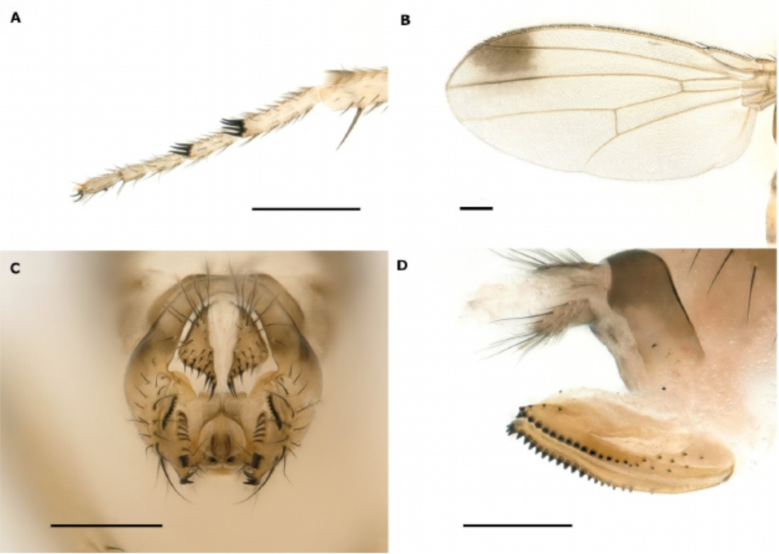 Азиатская ягодная Drosophila suzukii