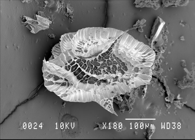 Chydorus bicornutus