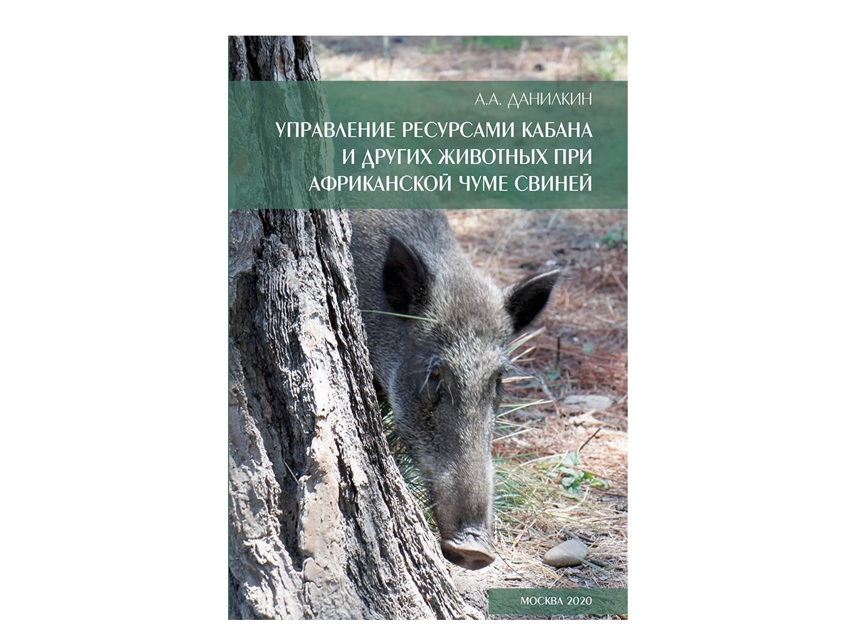 кабан