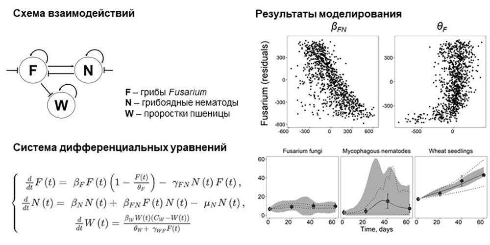 грибы