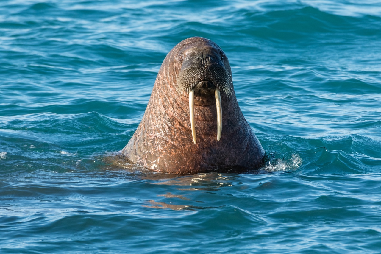 морж