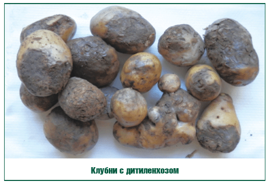 картошка