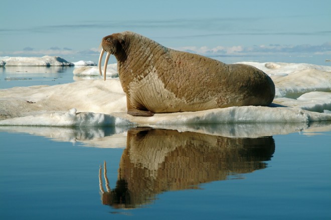 морж