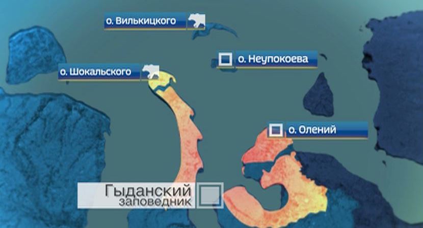 белый медведь