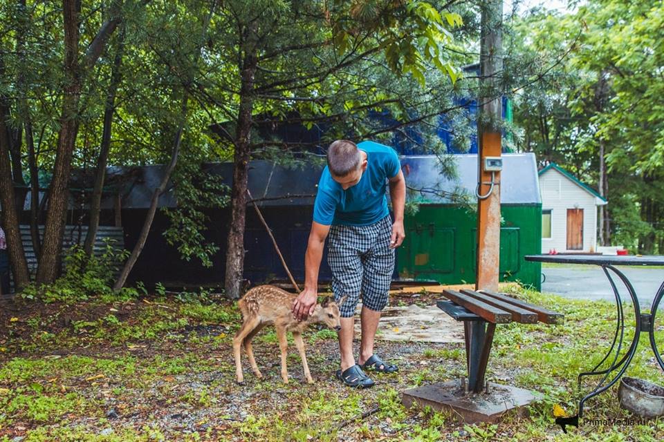 Олень