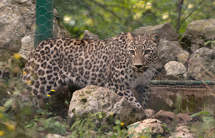 Леопард