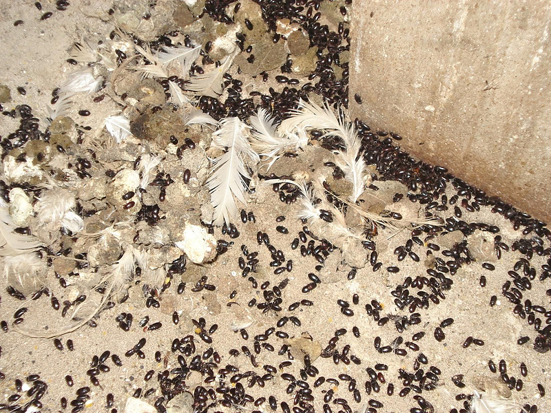 Жуки Alphitobius diaperinus