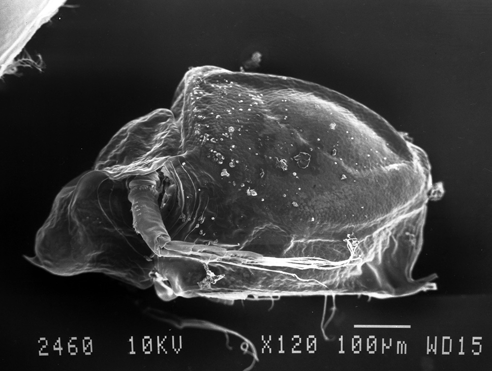 водяная блоха