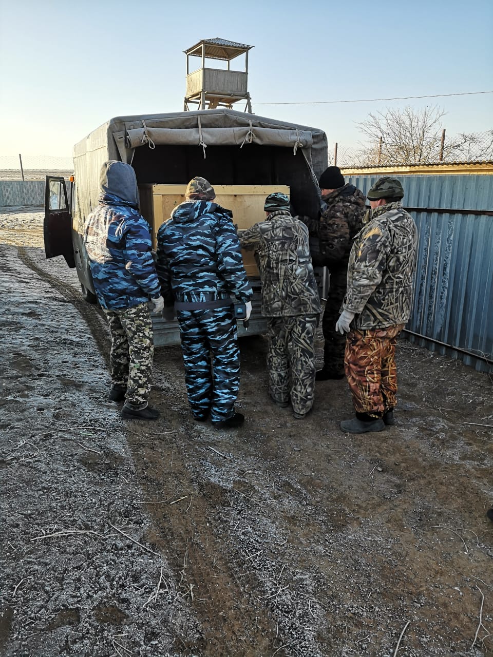 сайгак