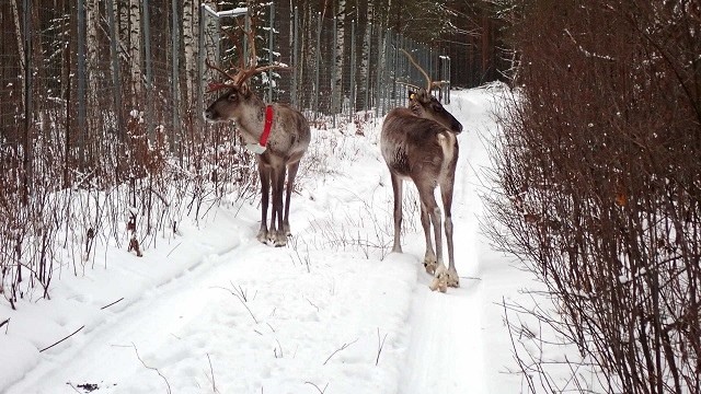 Лесные северные олени