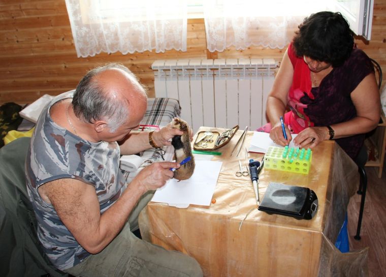 Вычёсывание наружных паразитов у спящего зверька