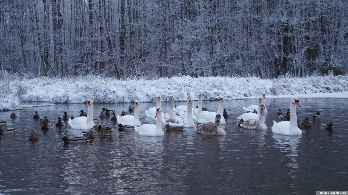 лебеди