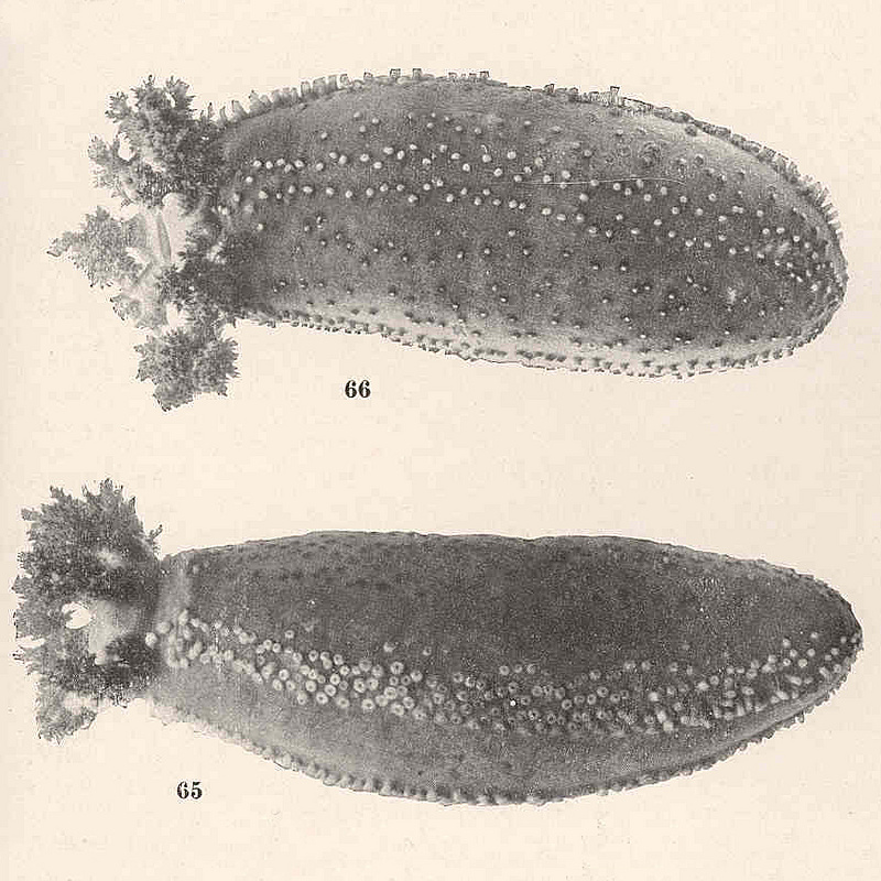 Кукумария. Изображение: Hubert Lyman Clark / wikimedia commons