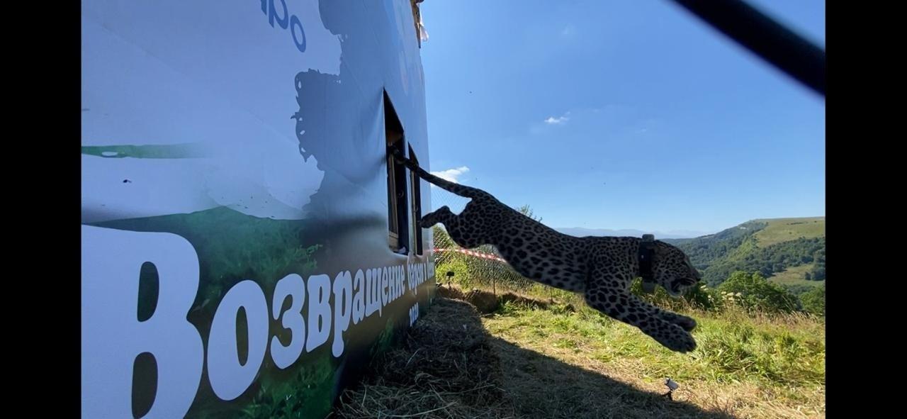 Леопард