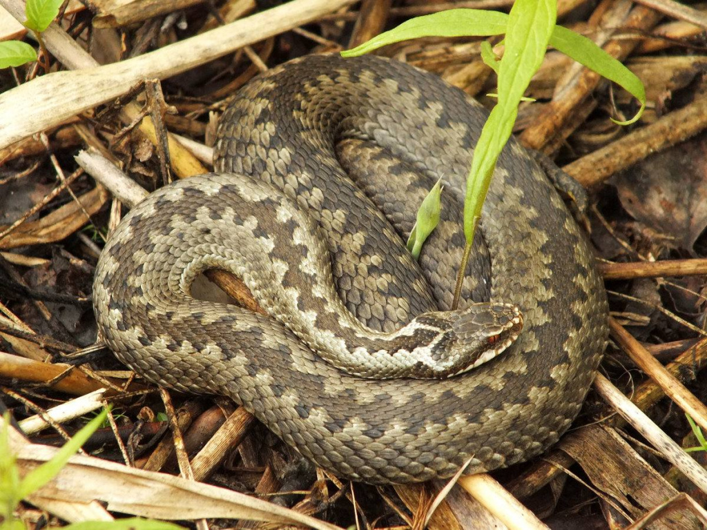 Обыкновенная гадюка (Vipera berus)