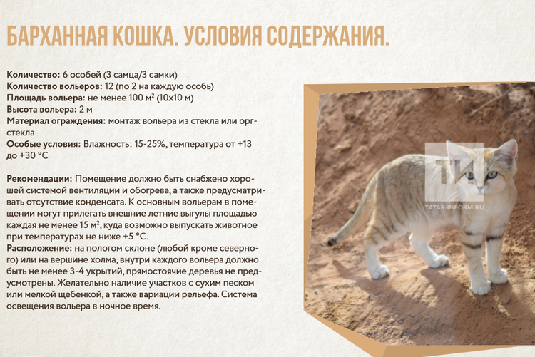 Барханная кошка
