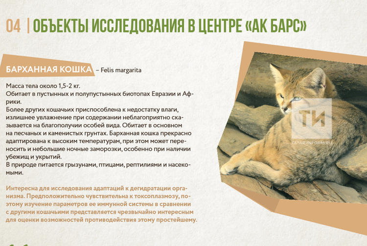 Барханная кошка