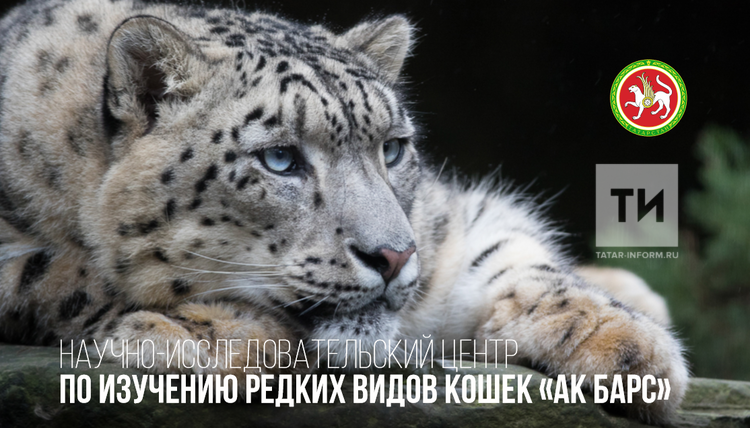 Центр Ак Барс