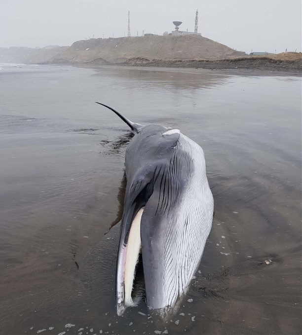Кит