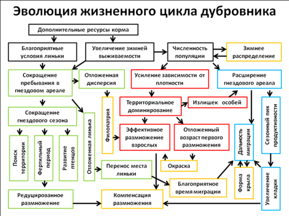Демографические основы роста численности